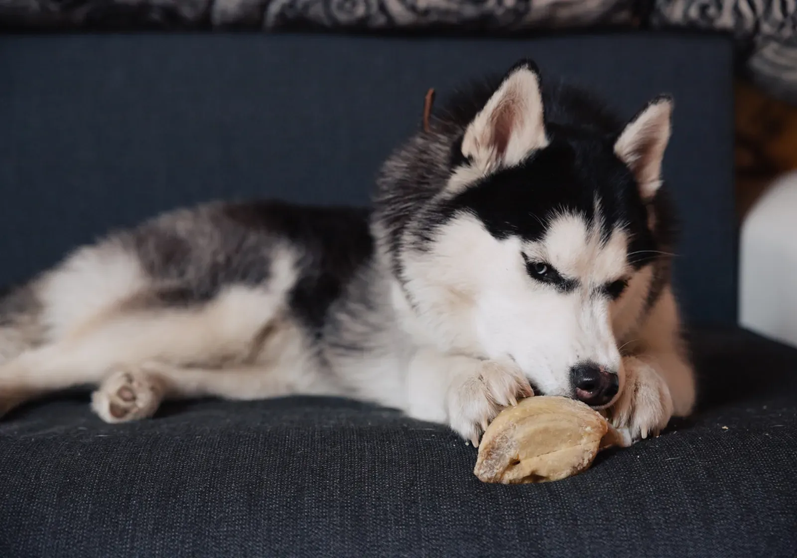 Pies rasy husky syberyjski leżący na kanapie i gryzący przysmak dla psów.
